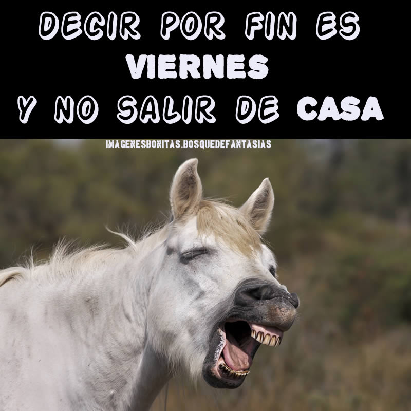 IM GENES CHISTOSAS Fotos Graciosas Y Frases Divertidas