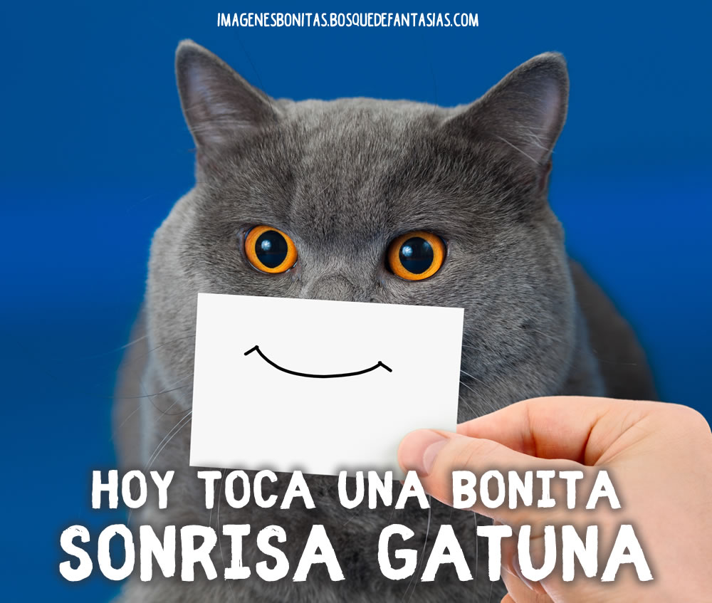 IM GENES CHISTOSAS Fotos Graciosas Y Frases Divertidas