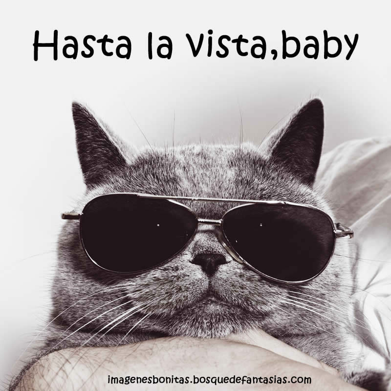 IM GENES CHISTOSAS Fotos Graciosas Y Frases Divertidas