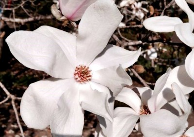 flores blancas
