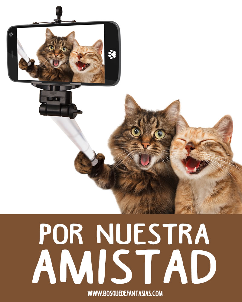 IMÁGENES DE GATOS ® Fotos de gatitos lindos para descargar