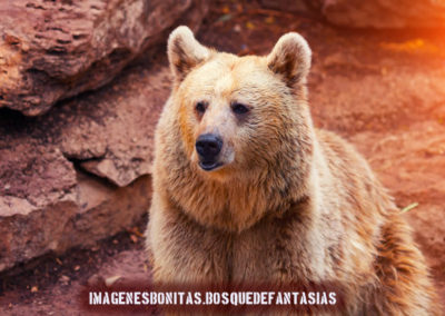 imagenes de osos