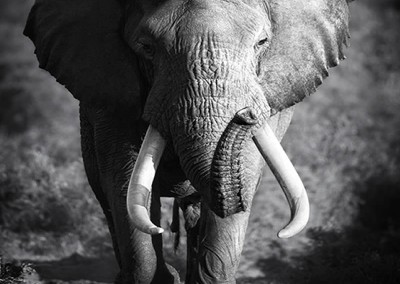 imagen de elefante