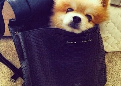 perro viajando en mochila