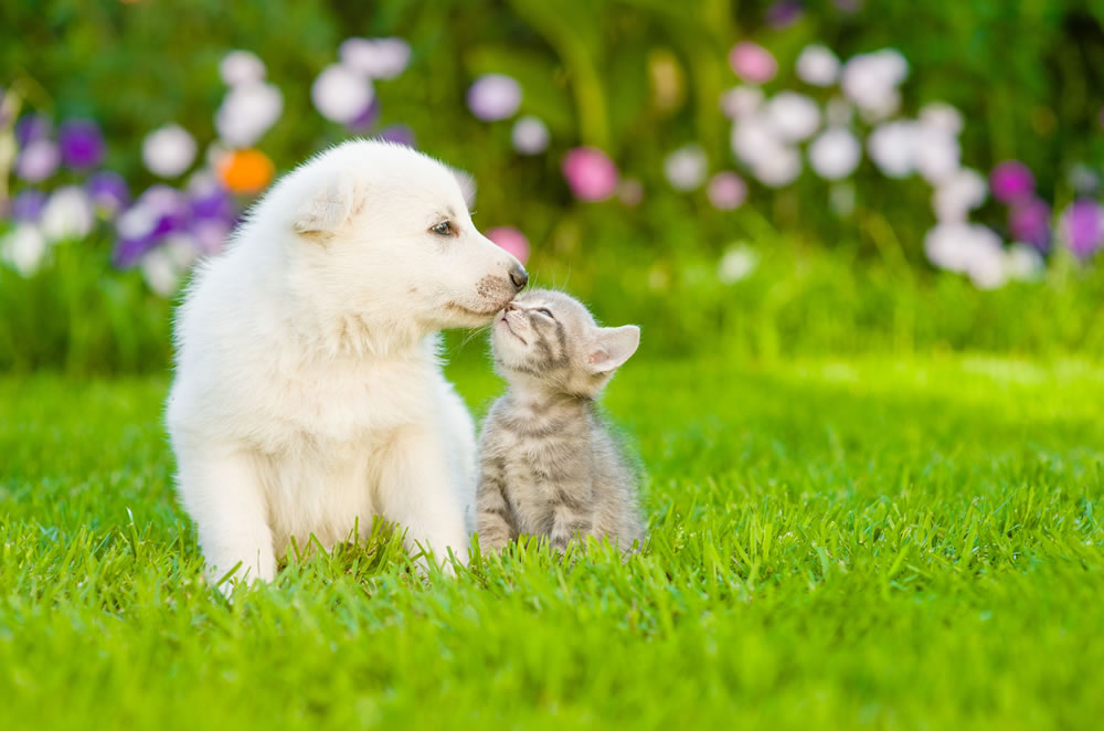 Cosas Que Nos Ensenan Los Animales Y No Sabiamos